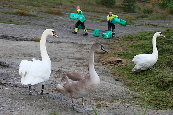 Gifttønner i Steinsfjorden